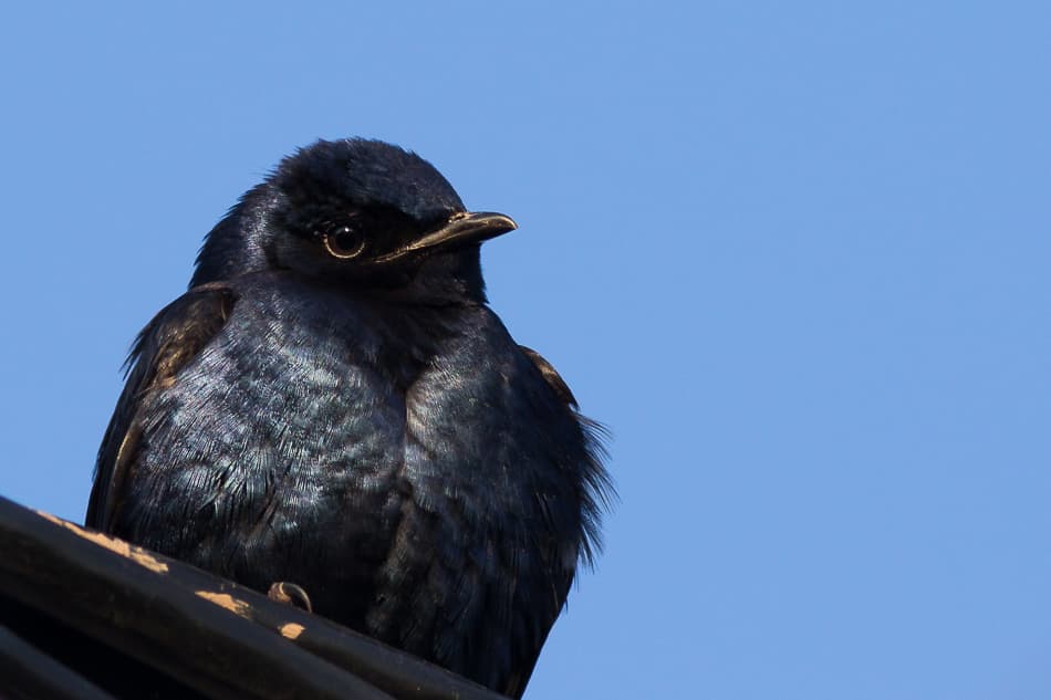 Southern Martin
