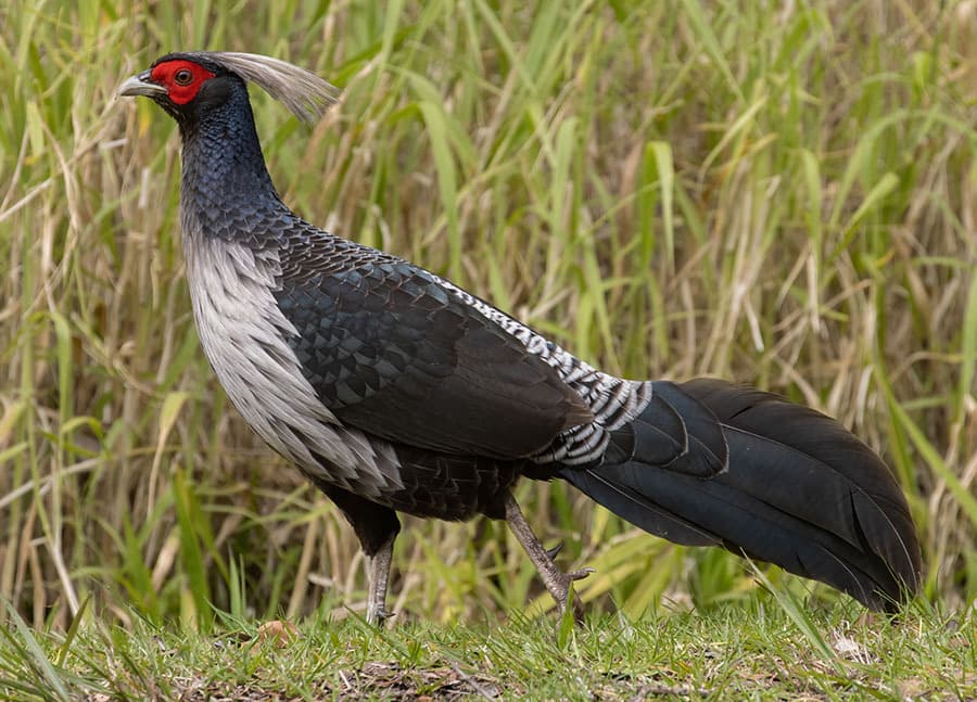 Kalij Pheasant