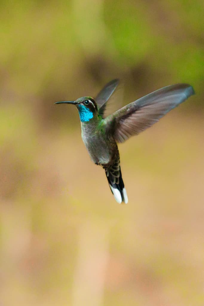 Blue-throated Mountain-gem