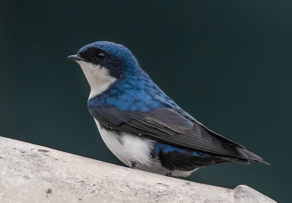 Blue-and-white Swallow