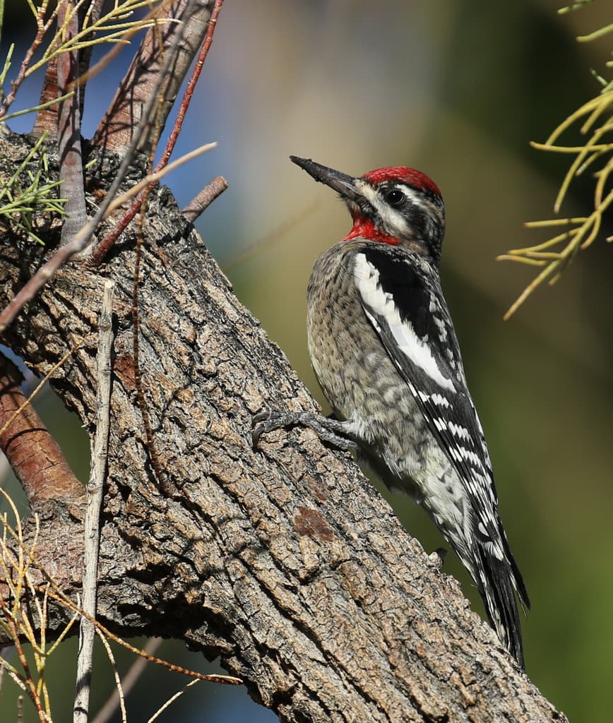 Red-naped Sapsucker