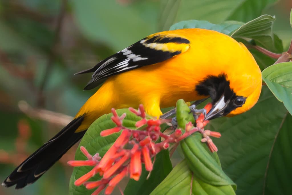 Orange Oriole