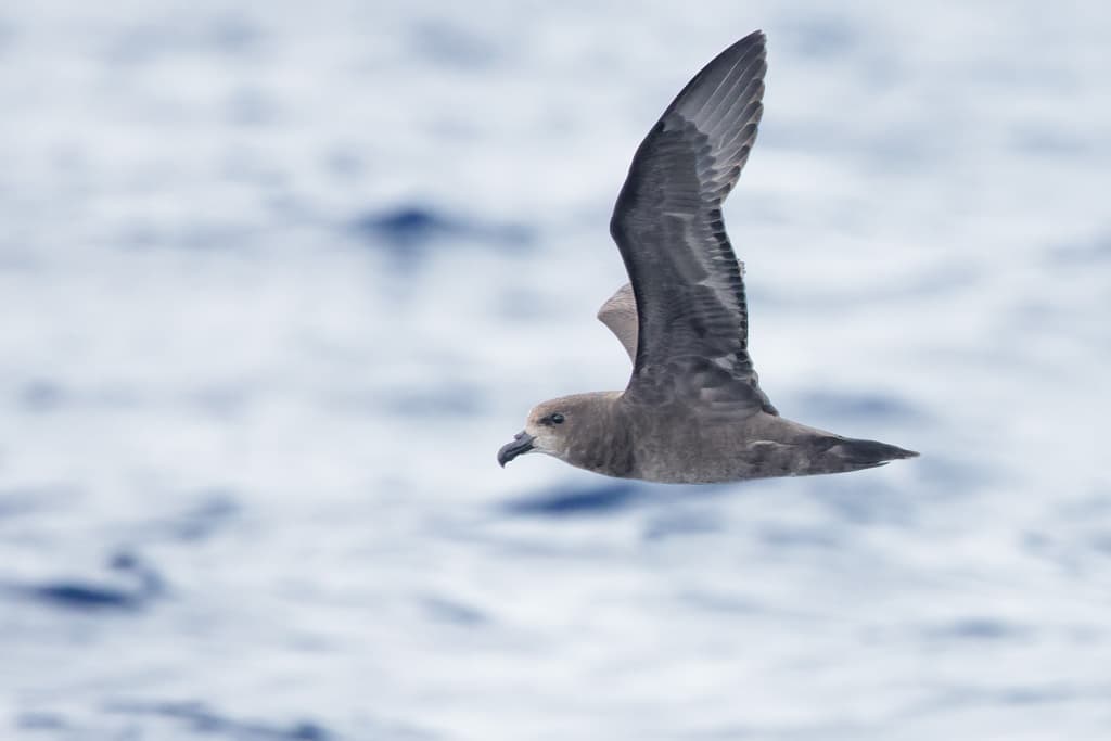 Gray-faced Petrel