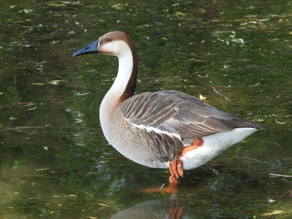 Swan Goose