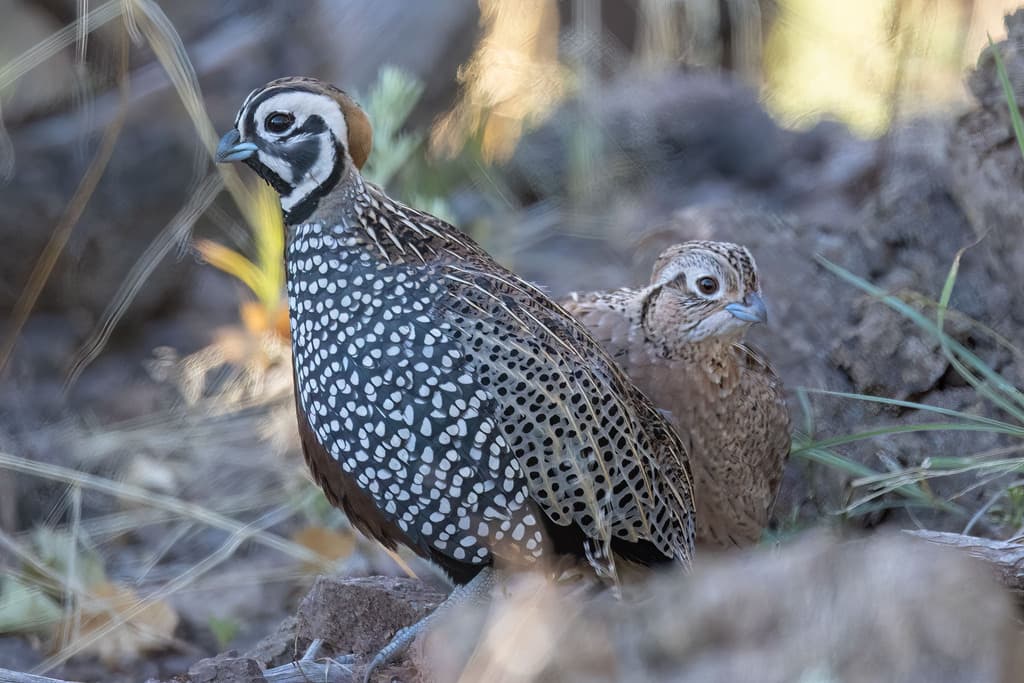 Montezuma Quail