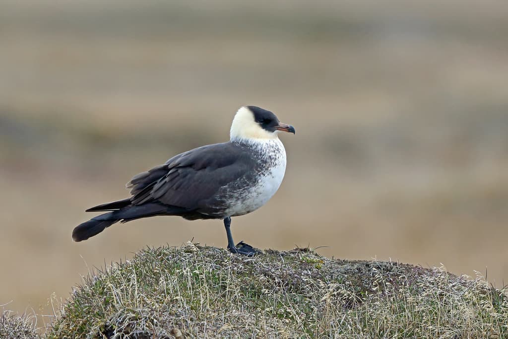 Pomarine Jaeger