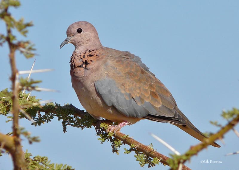 Laughing Dove