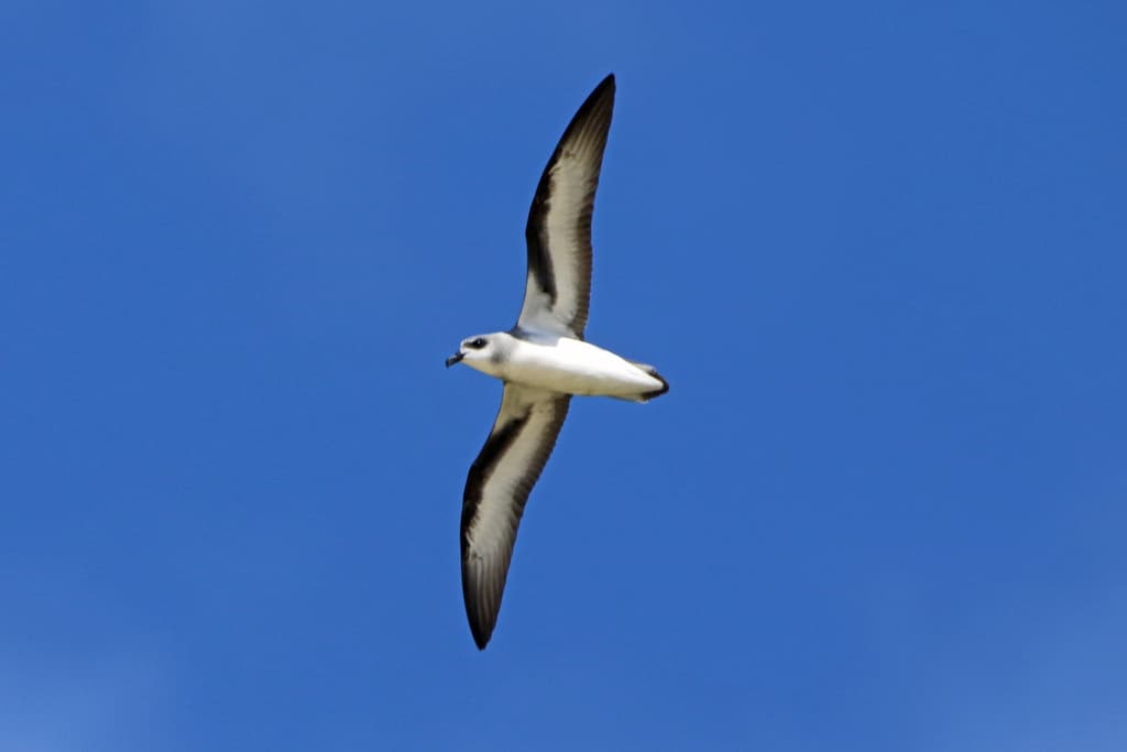 Black-winged Petrel