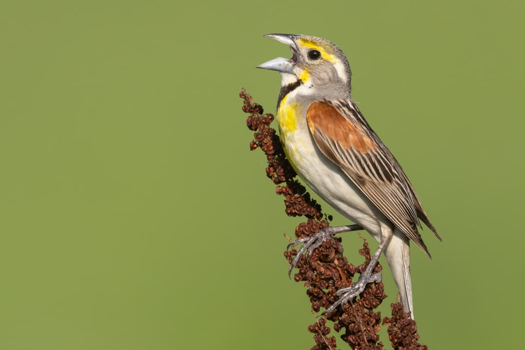 Dickcissel