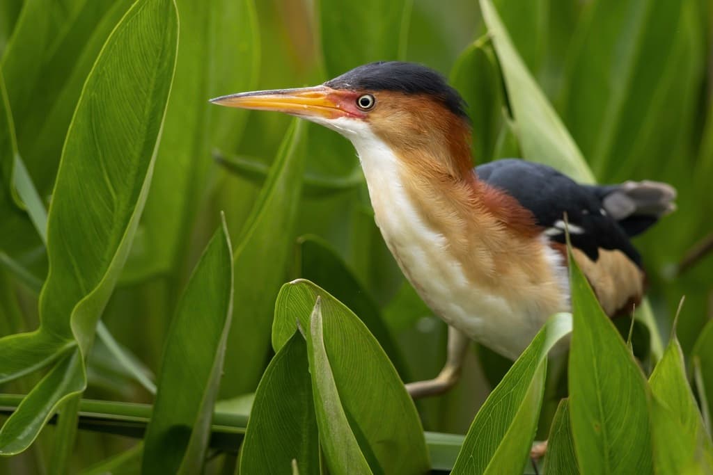 Least Bittern