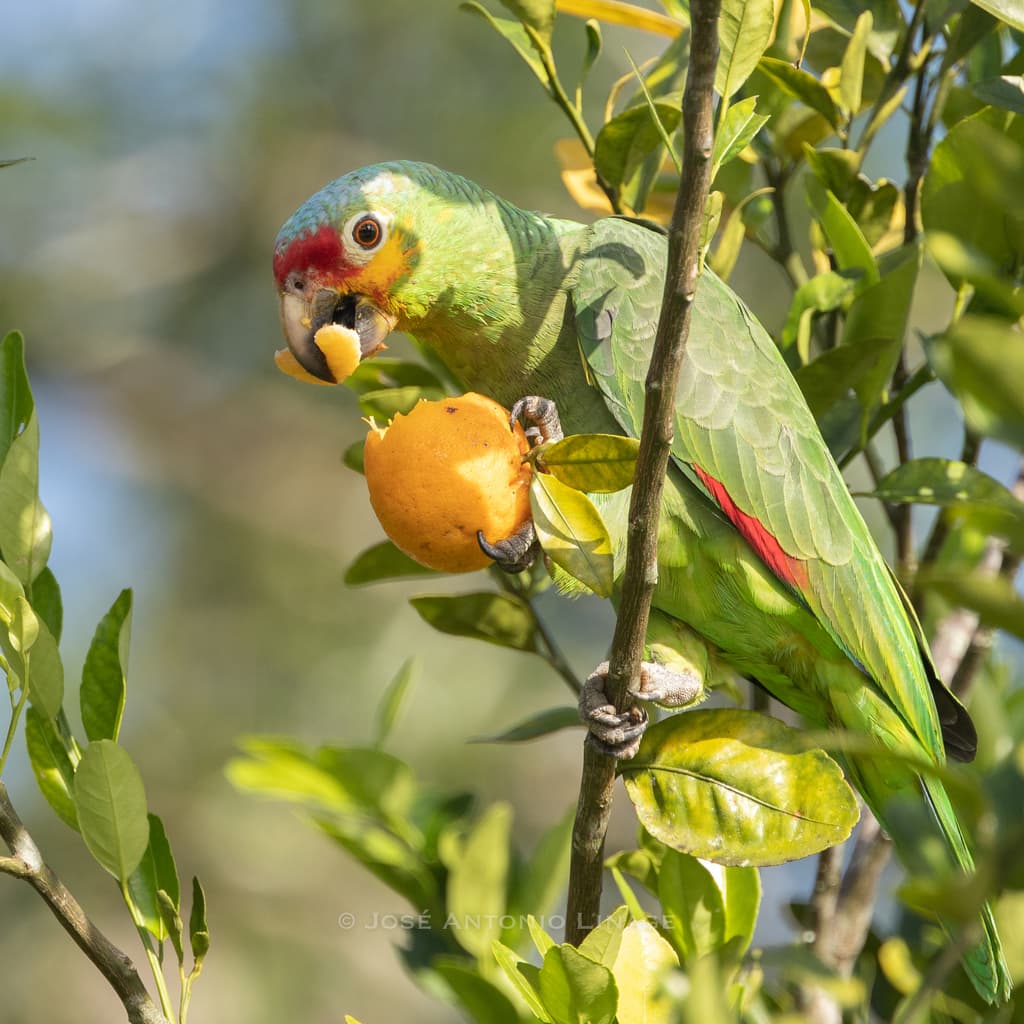 Red-lored Amazon