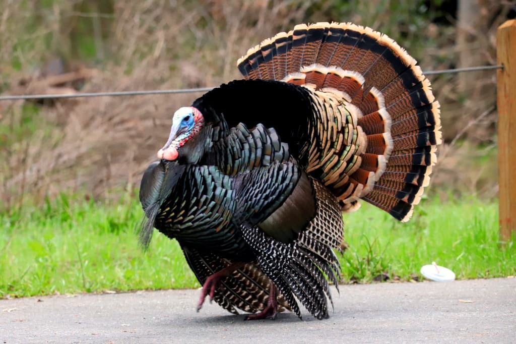 Wild Turkey