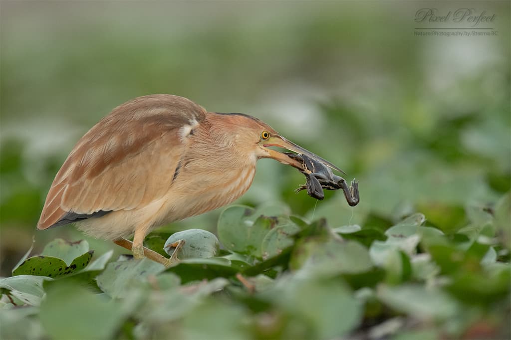 Yellow Bittern