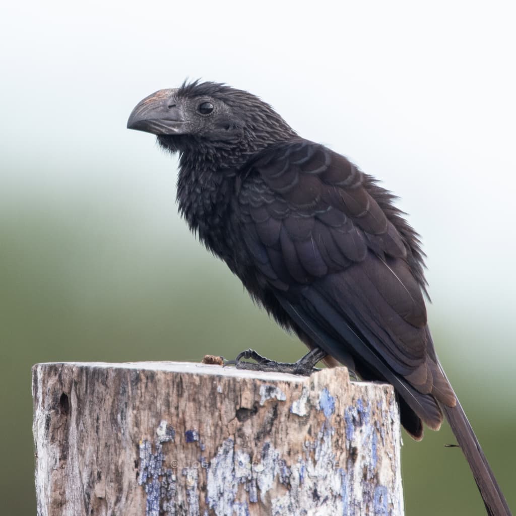 Groove-billed Ani