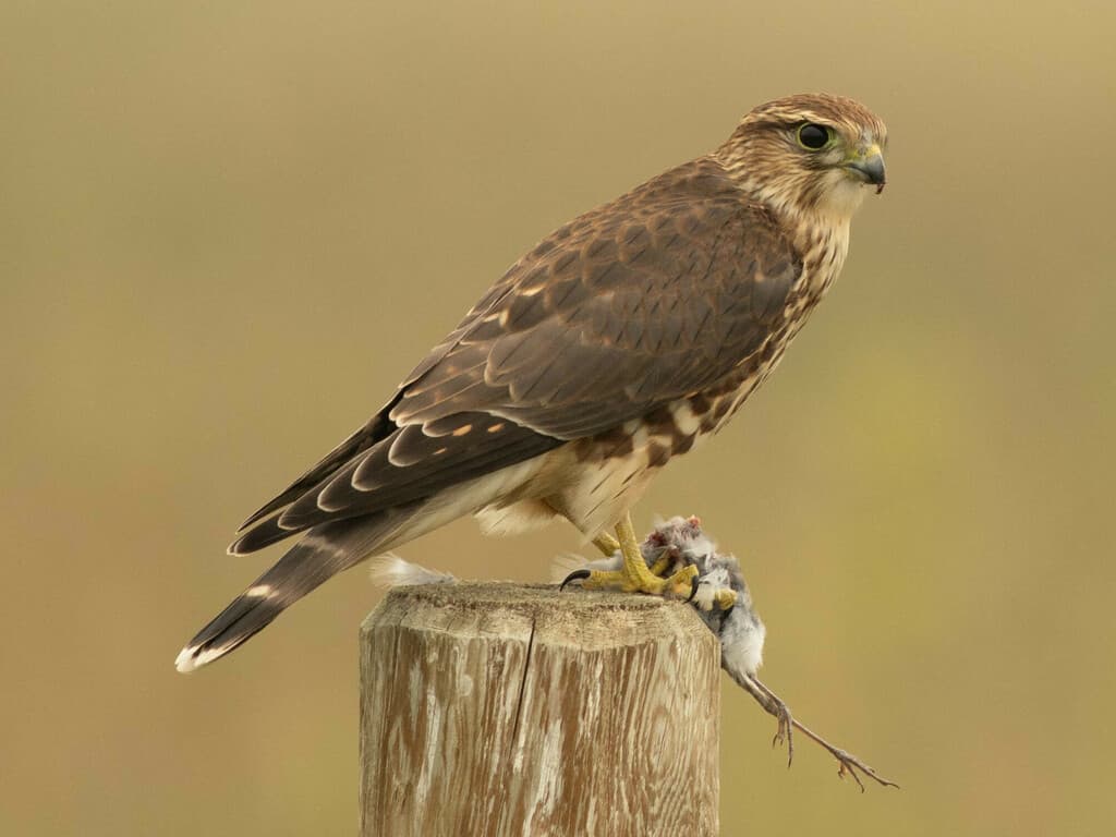 Merlin
