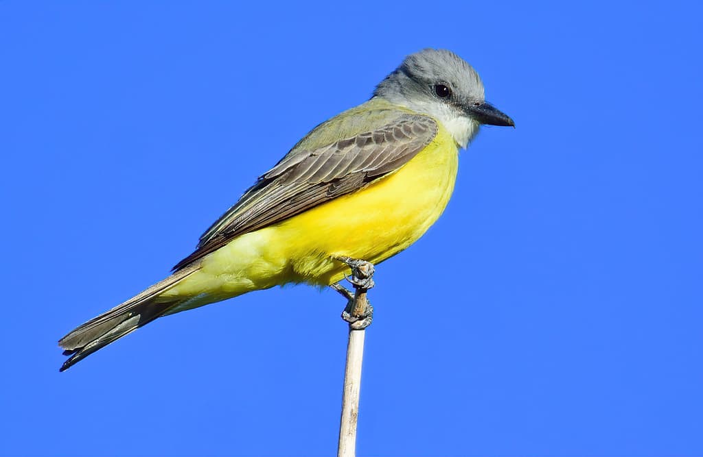 Couch's Kingbird