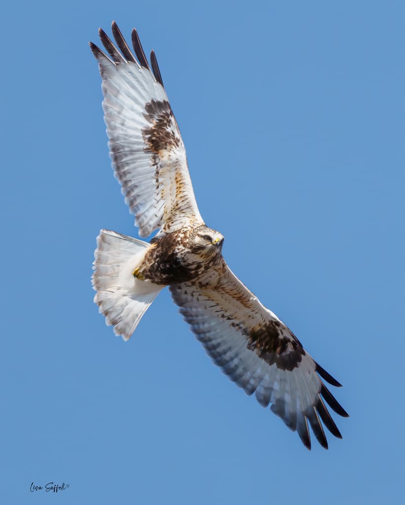 Rough-legged Hawk