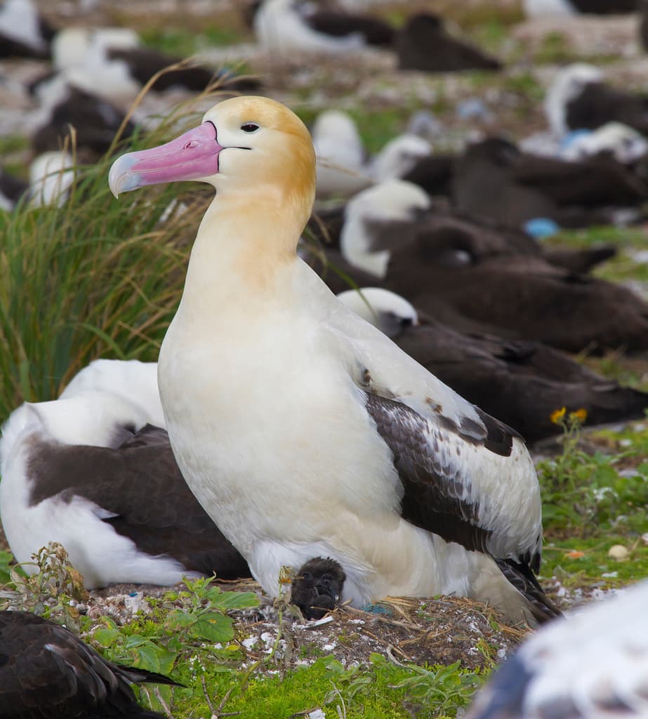 Short-tailed Albatross