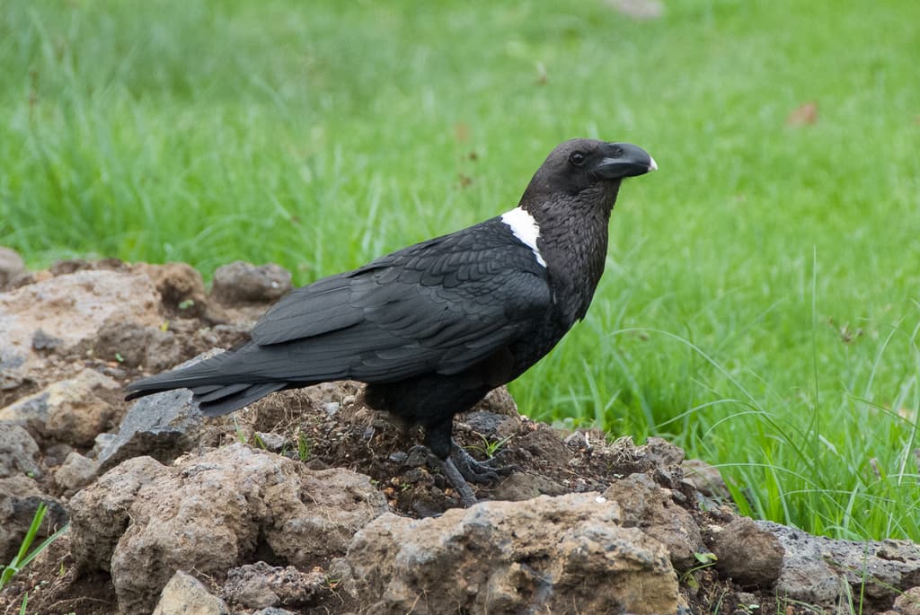 White-necked Raven
