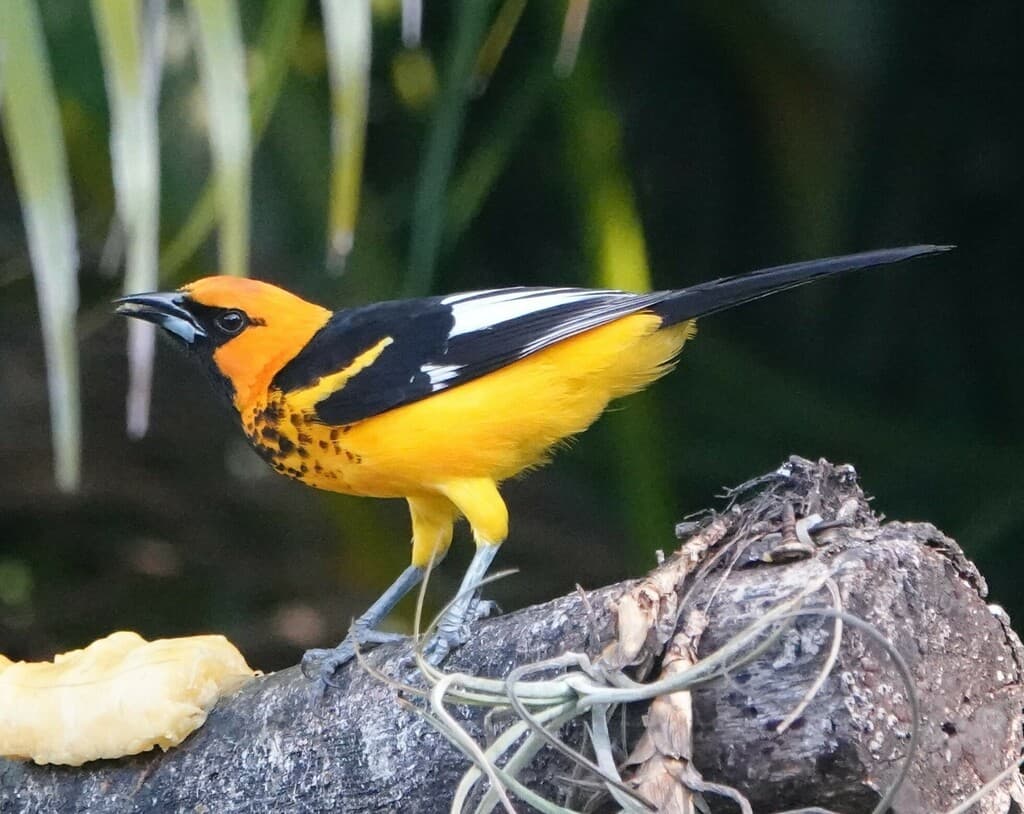 Spot-breasted Oriole
