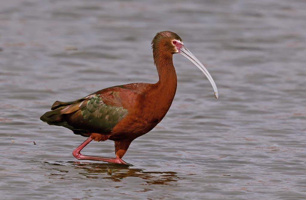 White-faced Ibis