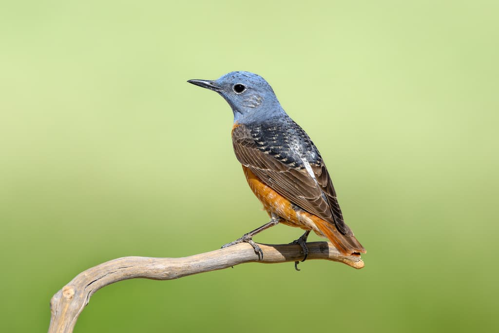 Rufous-tailed Rock-Thrush