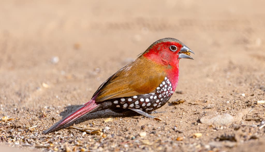 Red-throated Twinspot