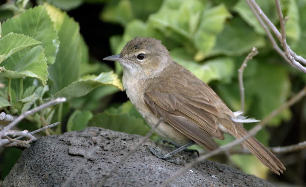 Millerbird