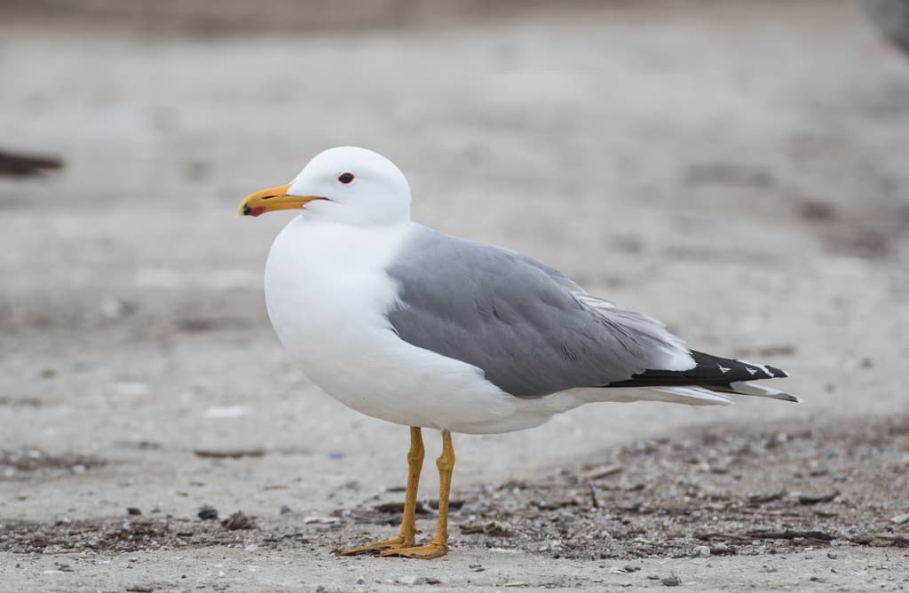 California Gull