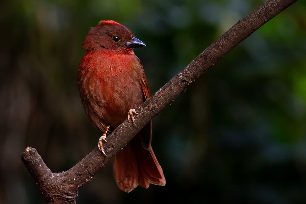 Red-crowned Ant-Tanager
