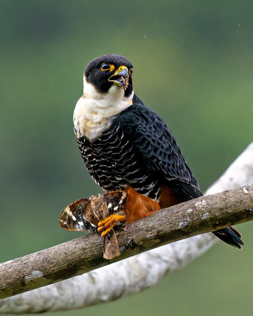 Bat Falcon