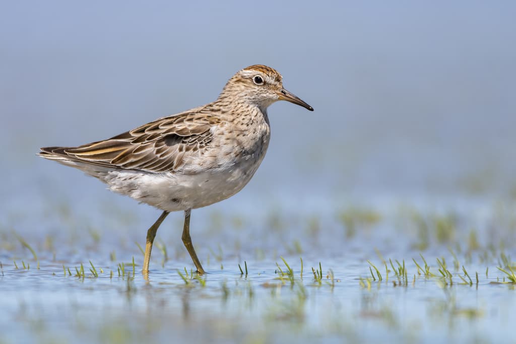 Sharp-tailed Sandpiper