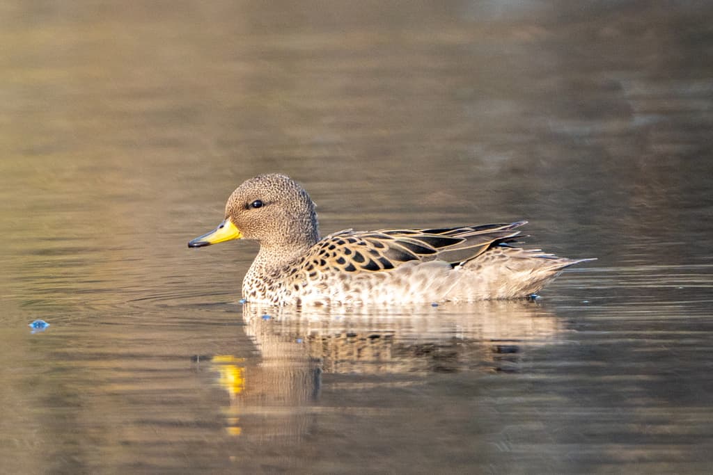 Yellow-billed Teal