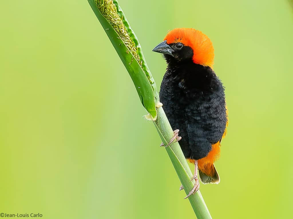 Zanzibar Red Bishop