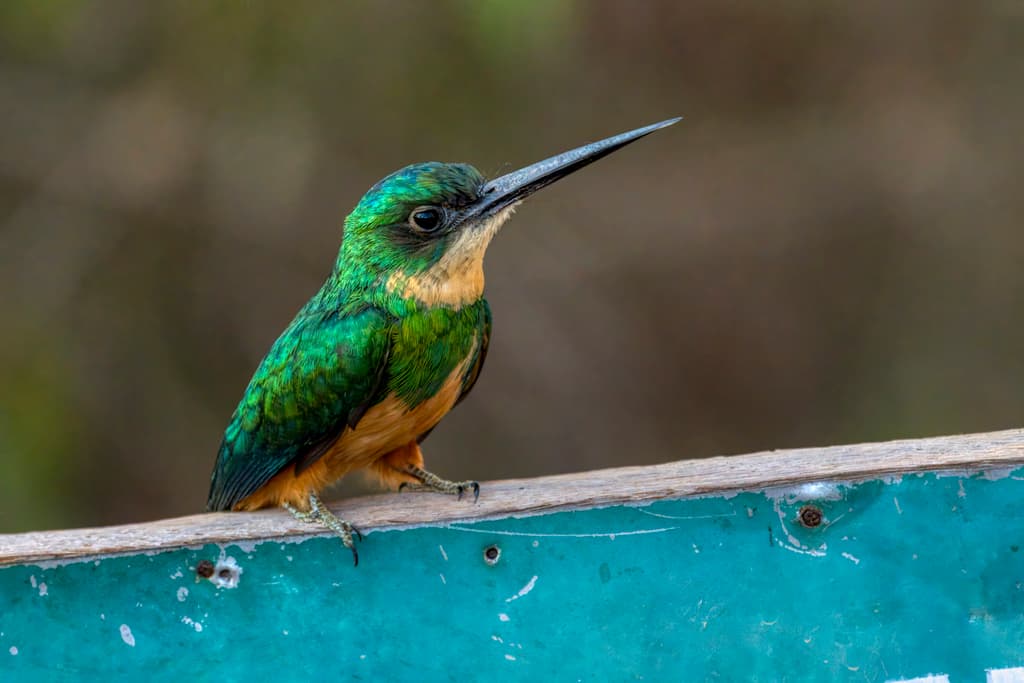 Rufous-tailed Jacamar