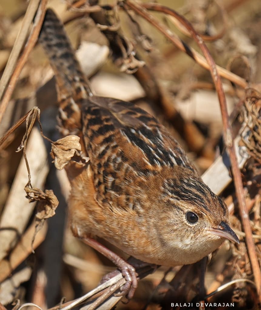 Sedge Wren