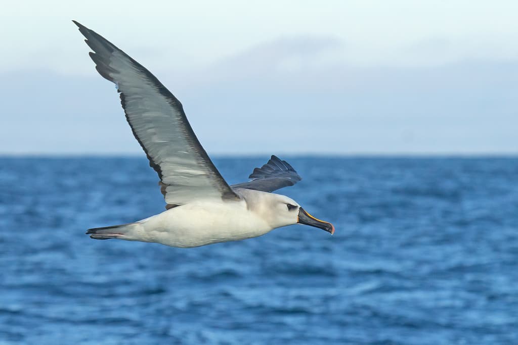 Atlantic Yellow-nosed Albatross