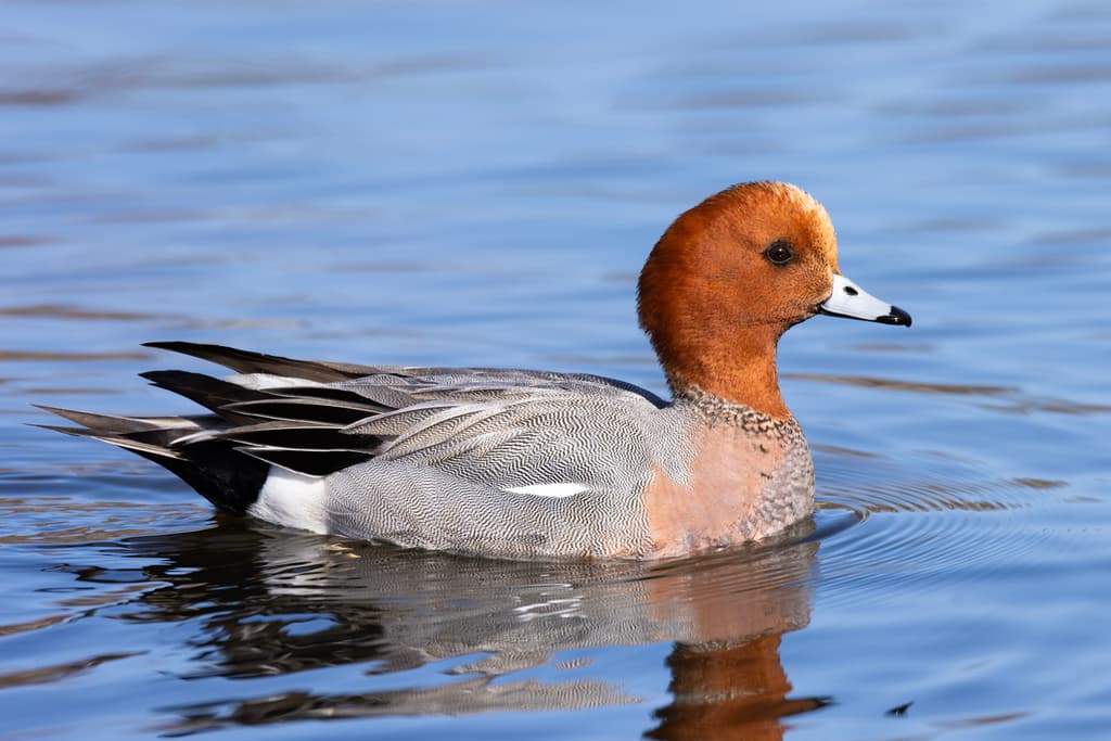 Eurasian Wigeon