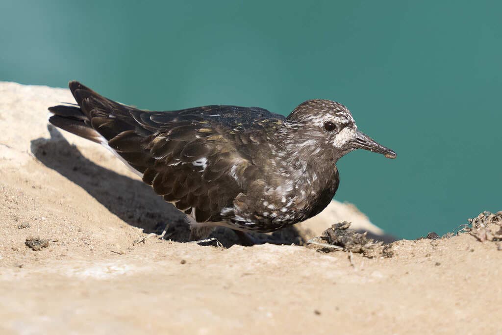 Black Turnstone