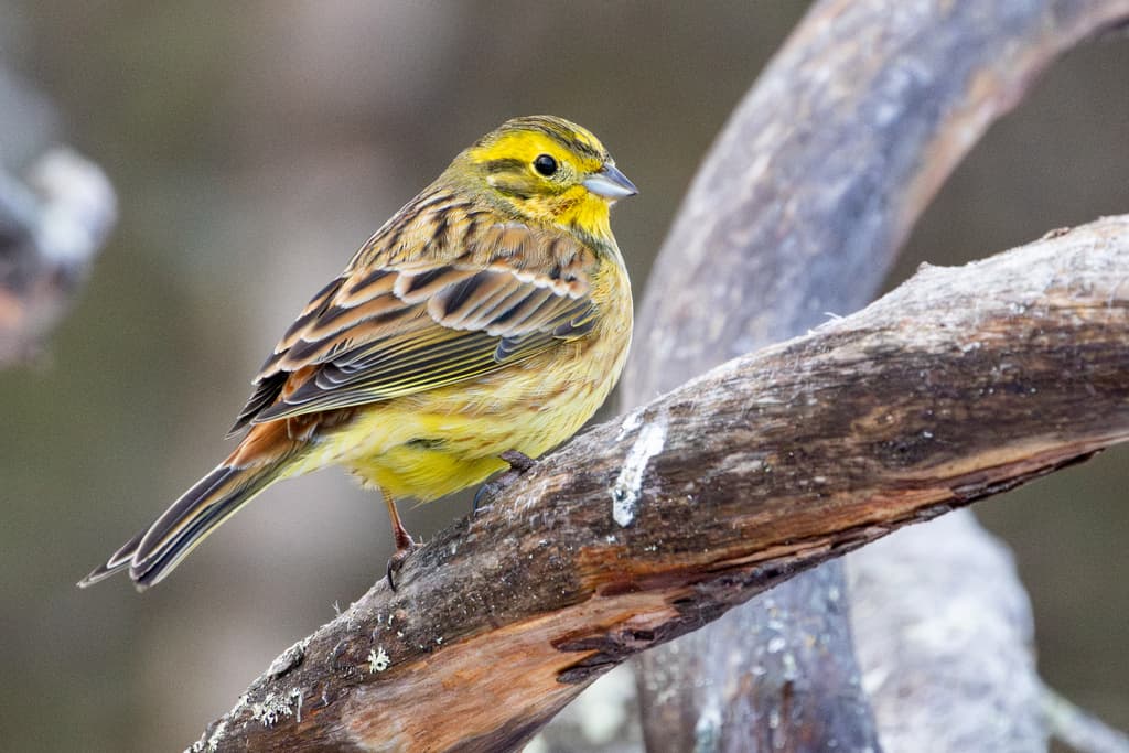Yellowhammer