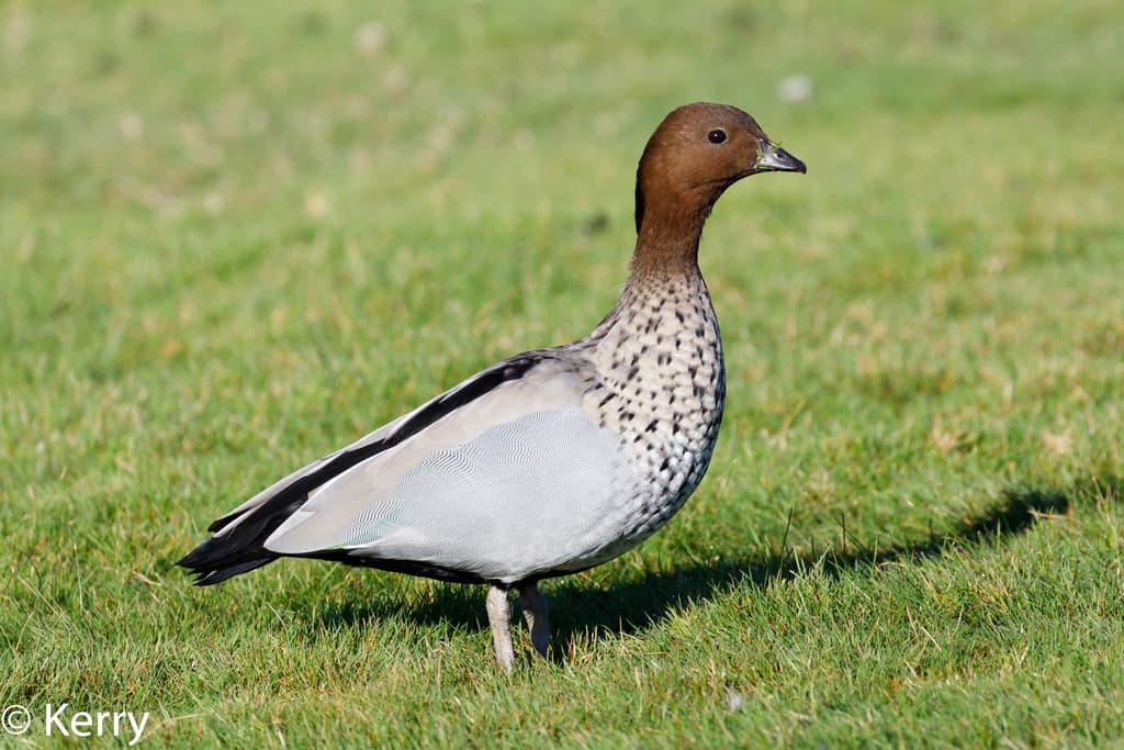Maned Duck