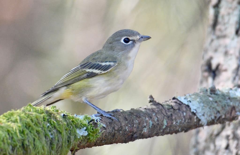 Cassin's Vireo