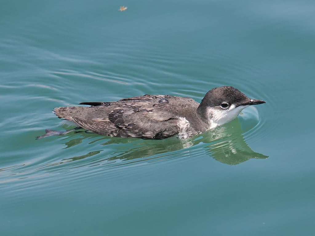 Scripps's Murrelet