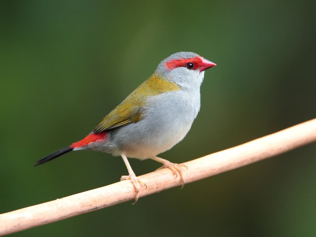 Red-browed Firetail