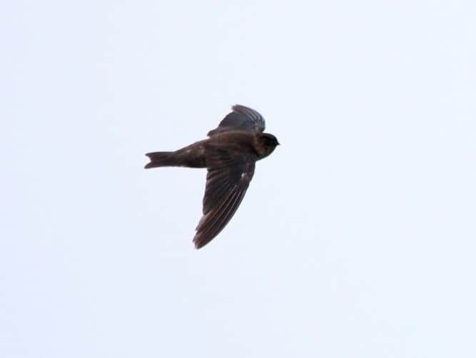 Mariana Swiftlet