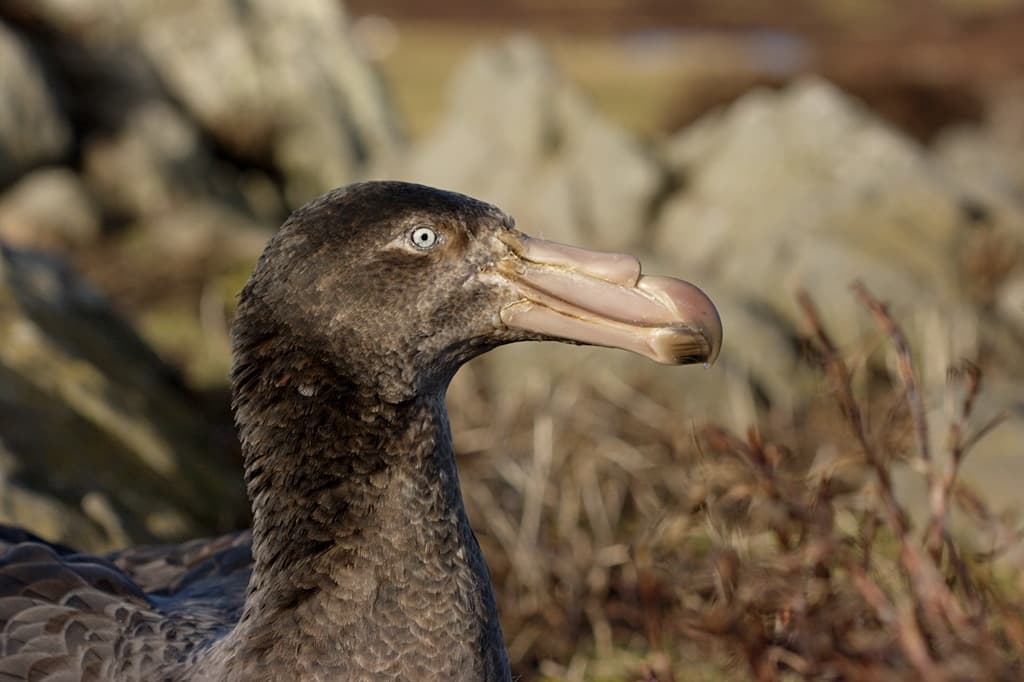 Northern Giant-Petrel