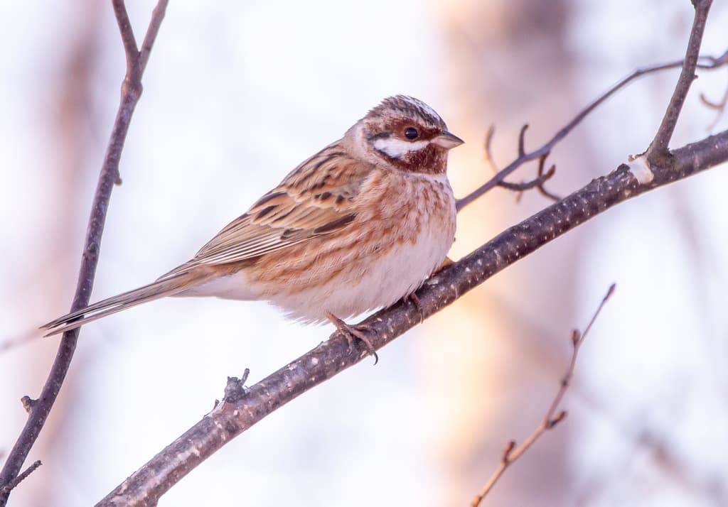 Pine Bunting