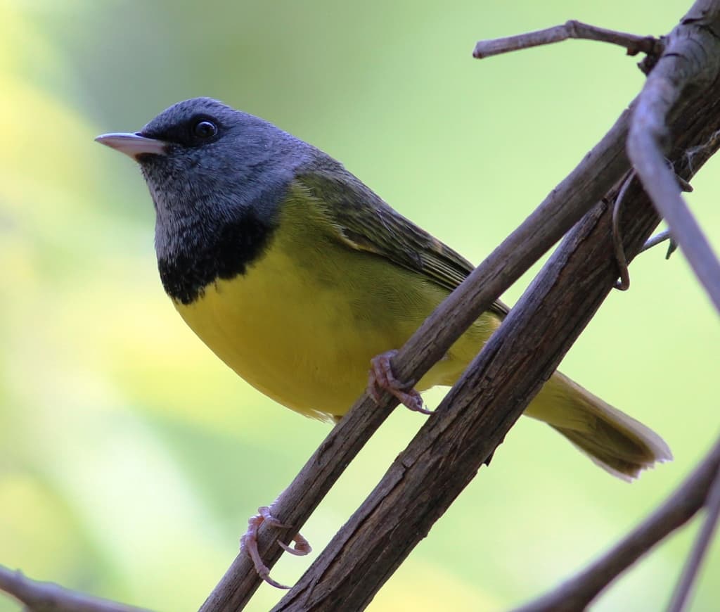 Mourning Warbler