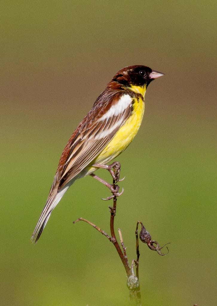 Yellow-breasted Bunting