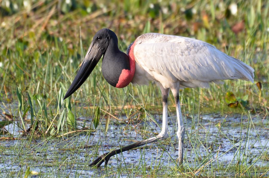 Jabiru